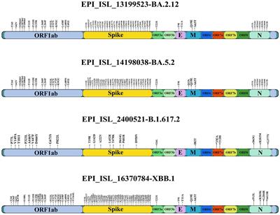 Comparative pathogenicity of BA.2.12, BA.5.2 and XBB.1 with the Delta variant in Syrian hamsters